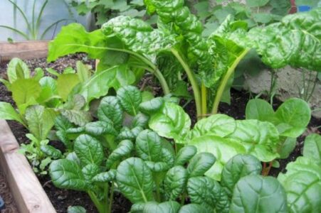 Year-Round Salad Bar Using a Hoop House and Indoor Shelves Image
